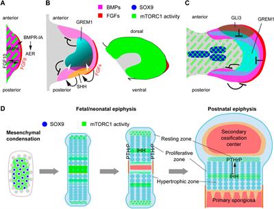 Look who’s TORking: mTOR-mediated integration of cell status and external signals during limb development and endochondral bone growth